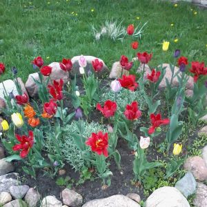 a tak wczesną wiosną przywitały mnie tulipany
