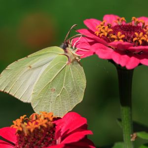 Pierwszym wiosennym gościem w ogrodzie jest listkowiec cytrynek. Gdy ocknie się z zimowego odrętwienia, fruwa nawet w cieplejsze dni lutego. Intensywnie żółtą barwę skrzydeł mają tylko motyle płci męskiej