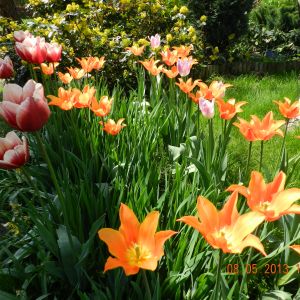tulipanowe królestwo