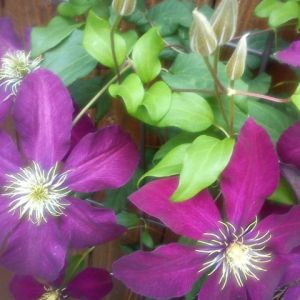 Clematis wypasiony