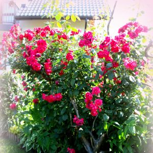 Drzewko różane, zrobione samodzielnie z konarów drzewa sosnowego i róży pnącej. Kwitnaca czerwona róża zachwyca swym zapachem i widokiem przec całe lato!