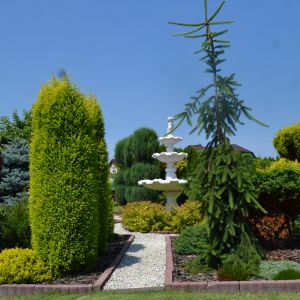 Jałowiec Złoty Kielich, Świerk Inversa i ogród centralny przy fontannie. 