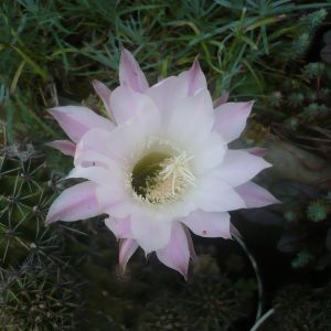 kwitnący kaktus