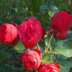 Róża angielska - przywieziona z targów z Essen w Niemczech, od dwóch lat zajmuje najważniejsze miejsce w moim ogrodzie.