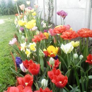 tulipany , czyli przyszła wiosna !