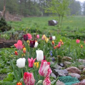 Wiosna w ogrodzie- czyli tulipany królują 