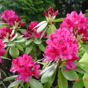  zakwitły moje rododendrony