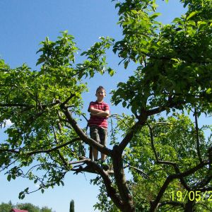 Aleksander na drzewie