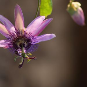 Męczenica Amethyst kwitnie od maja. Fioletowe kwiaty osiągają średnicę 8 cm