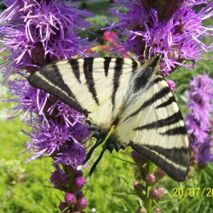 Motyl Tygrys Biały spija nektar z liatri kłosowej