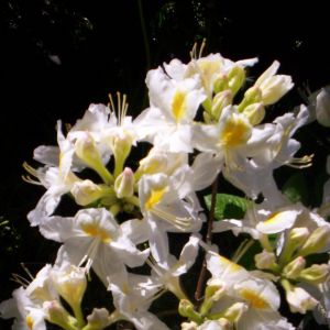 'PERSIL' – azalia wielkokwiatowa, o luźnym pokroju. Rośnie wolno i po 15 latach osiąga ok. 1,5 m wysokości