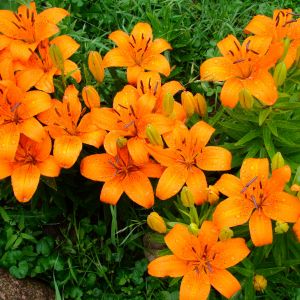 Pomarańczowe lilje pięknie komponują się na tle zieleni