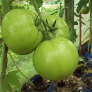 pomidory malinowe /lipiec