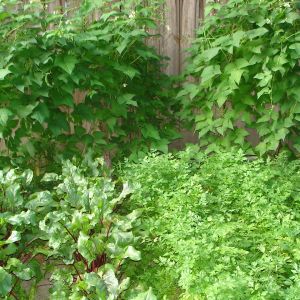 Ekologiczny ogródek warzywny- pietruszka, marchew i buraczki