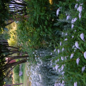 biały ogród