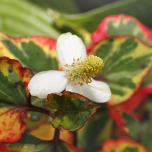 Hutujnia sercowata odmiana Chameleon ma liście o czerwonych i żółtych przebarwieniach, ma drobne biało-zielone kwiaty