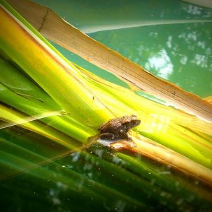 Jedna z tysięcy żabek, które co roku pojawiają się w ogrodzie