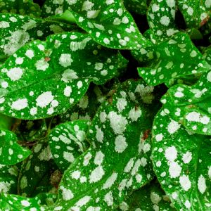 Miodunka pstra jest doskonałą rośliną okrywową do miejsc cienistych
