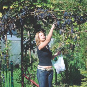 Regularne przycinanie winorośli zapewnia obfite plony.