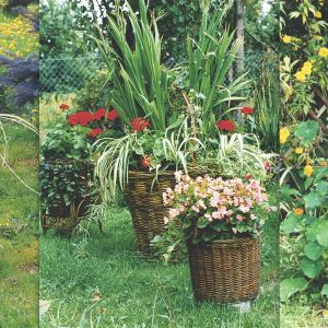Zbieram stare kosze wiklinowe, czyszczę je i odnawiam, a potem obsadzam kwiatami. Takie donice nie są wieczne, ale z powodzeniem wytrzymują kilka sezonów.