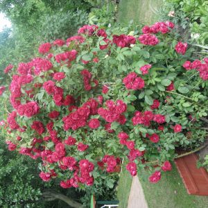 Róże pnące- ozdobą w ogrodzie