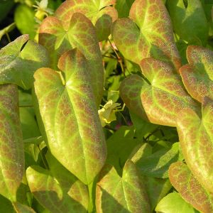 Liście epimedium zachowują podczas łagodnych zim zielony kolor. Rośliny tworzą gęste skupiska nawet na stanowiskach w cieniu