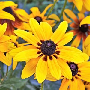 Żółte kwiaty słoneczniczka wprowadzą dobry nastrój do każdego ogrodu