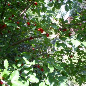 Czerwone owoce derenia jadalnego są bogatym źródłem witaminy C