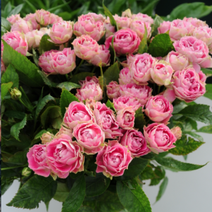 Zwiędnięte róże odzyskają wigor, jeśli całe kwiaty zanurzymy w wannie lub misce z zimną wodą.