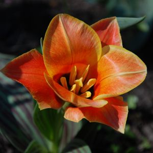 mój nowy tulipan