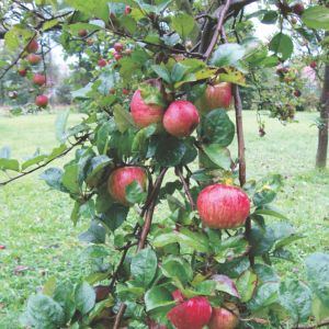 Na jednej podkładce jabłoni można rozmnożyć kilka odmian.