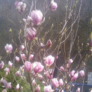 Magnolia biało różowa
