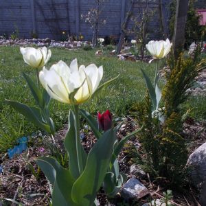 wiosenne tulipany 
