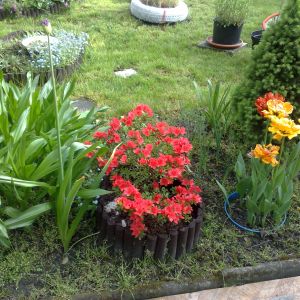 Azalia japońska, czosnek ozdobny, tulipany