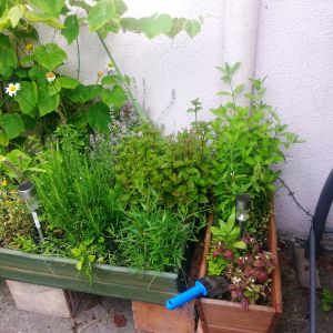 ogródek ziołowy 