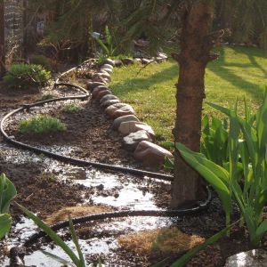 Wąż podłączony do beczki z deszczówką to sprytny sposób nawadniania ogrodu