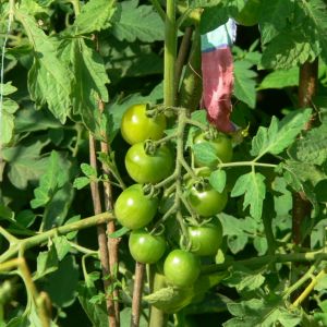 Pomidory lubią gleby próchniczne i przepuszczalne