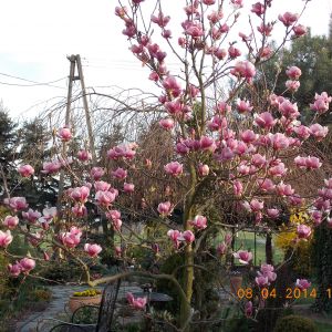 Wiosną magnolia zachwyca nas burzą kwiatów