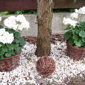 Białe pelargonie w koszykach z wikliny są ciekawym akcentem każdego skalnego ogrodu
