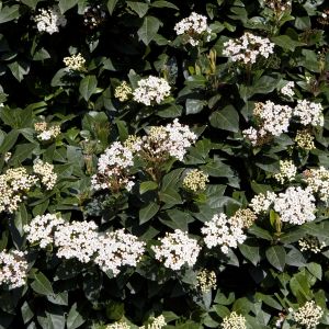 Kalina laurolistna w okresie kwitnienia pokrywa się różowymi lub białawymi kwiatami, zebranymi w baldachowate kwiatostany (zdj. Fotolia.com).
