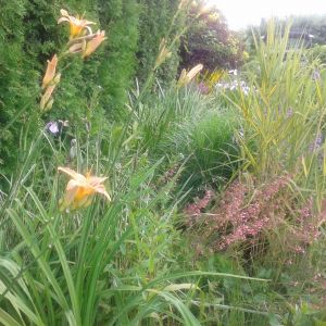 liliowce,ozdobne trawy  oraz żurawka