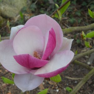 Kwiat Magnolii.
