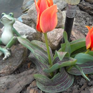 Pierwsze tulipanki miniaturki.