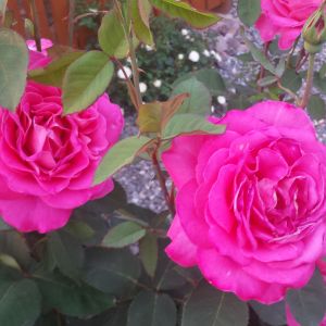 Średnica kwiatów tej róży dochodzi do 20cm.