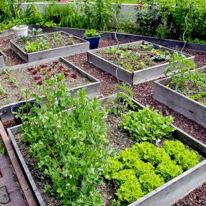 W zależności od wielkości ogrodu, warto znaleźć miejsce, by uporządkować warzywa w wydzielonym miejscu (zdj.: Fotolia.com)