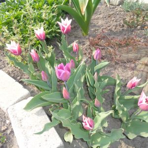Wielobarwne tulipany. 