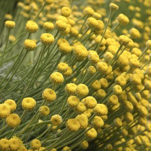 Doskonale w wielu miejscach wkomponować da się również santolinę, bez obaw o obumieranie kwiatów związane z upałami(zdj.: Fotolia.com)