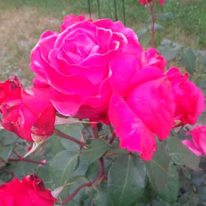 Róża wielkokwiatowa o kwiatach wielkości piwonii .
