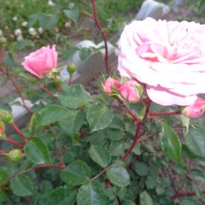 Różowa róża parkowa. 