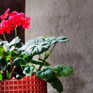 Bodziszek - bardzo popularna roślina doniczkowa, idealnie nadająca się i do wnętrz i do np. tarasów czy balkonów (zdj.: Fotolia.com)